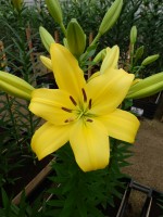 [4021 Pavia No02.JPG]